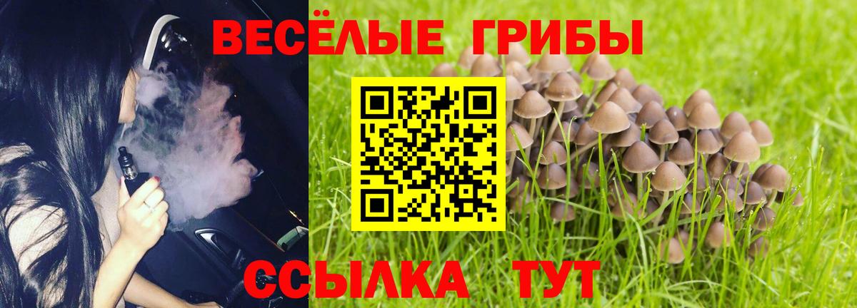 Псилоцибиновые грибы Psilocybe Барабинск